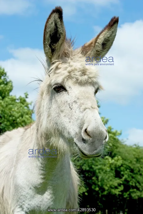  : Donkey - close-up of head