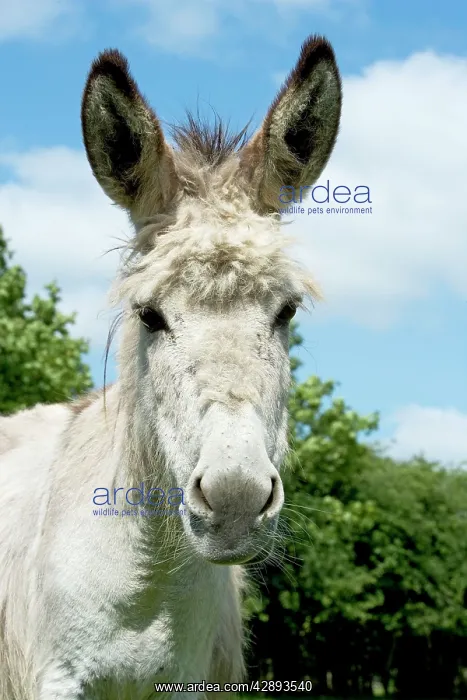  : Donkey - close-up of head