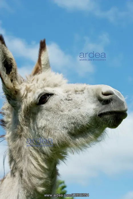  : Donkey - close-up of head