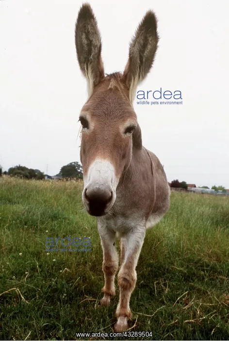 : DONKEY - close-up of head, looking into camera : DONKEY - close-up of head, looking into camera