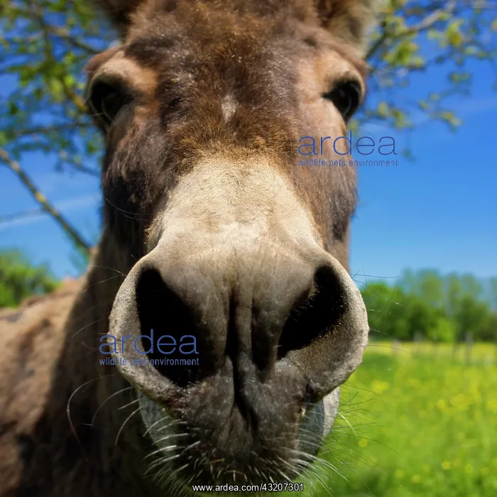 : Donkey, closeup : Donkey, closeup