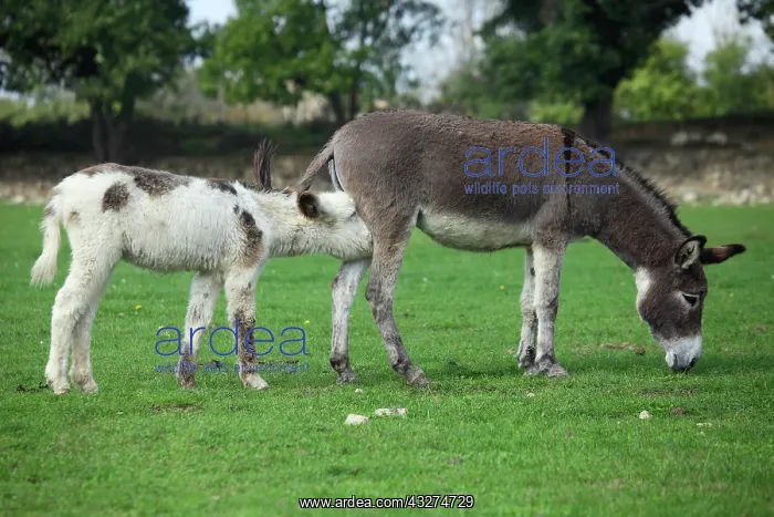 : Donkey and colt in a meadow - France : Donkey and colt in a meadow - France