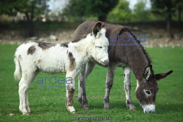 : Donkey and colt in a meadow - France : Donkey and colt in a meadow - France