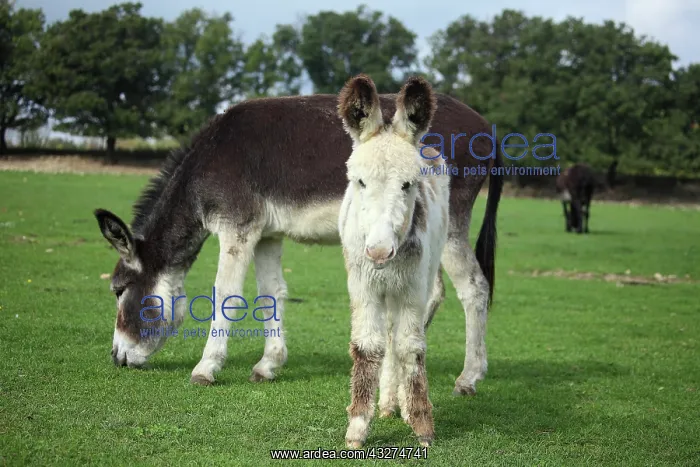 : Donkey and colt in a meadow - France : Donkey and colt in a meadow - France