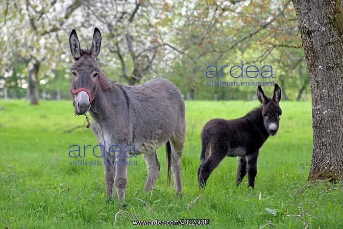  : Donkey and colt in an orchard in spring - France