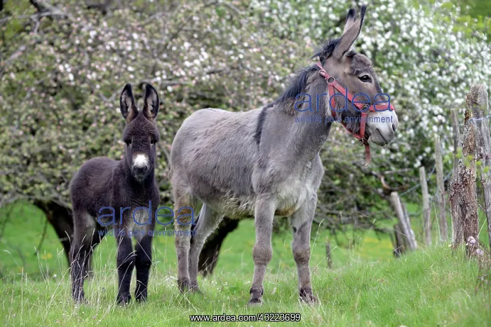 : Donkey and colt in an orchard in spring - France : Donkey and colt in an orchard in spring - France