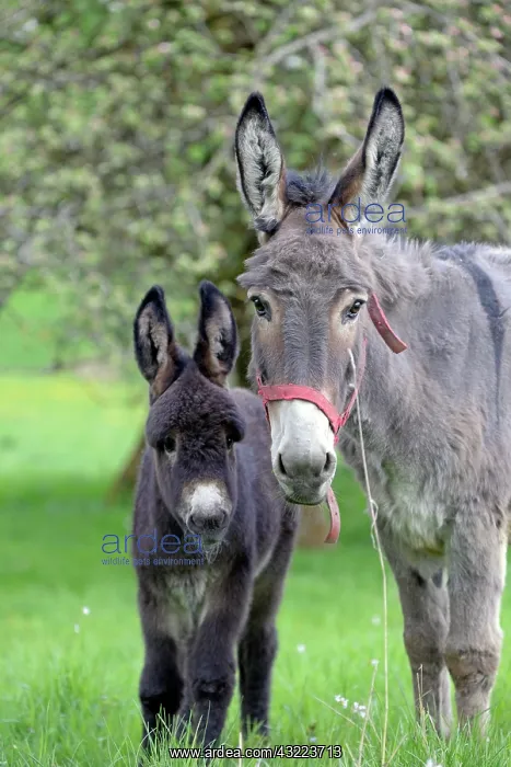  : Donkey and colt in an orchard in spring - France
