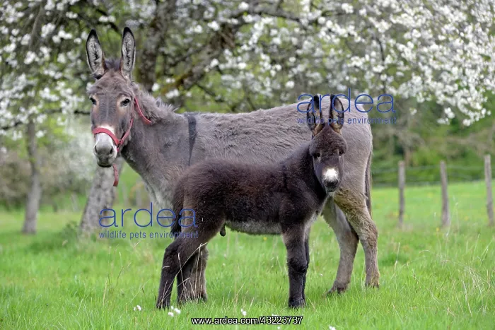 : Donkey and colt in an orchard in spring - France : Donkey and colt in an orchard in spring - France