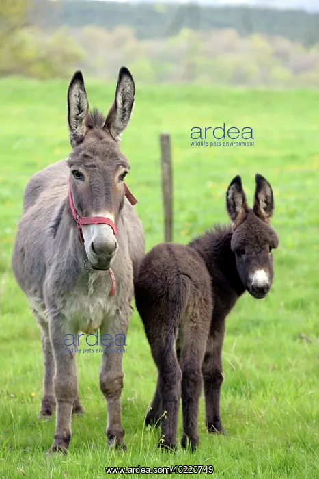  : Donkey and colt in an orchard in spring - France