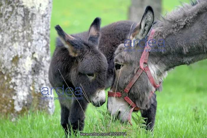 : Donkey and colt in an orchard in spring - France : Donkey and colt in an orchard in spring - France