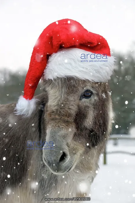 : DONKEY - Donkey in snow wearing red Christmas Santa hat : DONKEY - Donkey in snow wearing red Christmas Santa hat