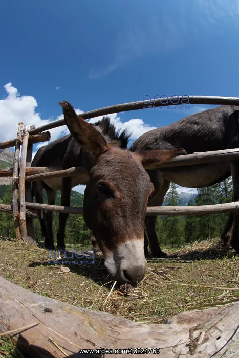 : Donkey eating in a fence - Dolomites Italy : Donkey eating in a fence - Dolomites Italy