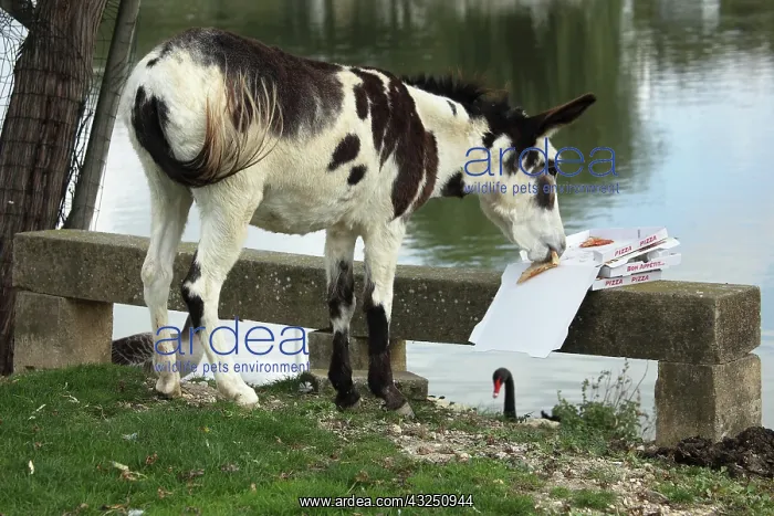 : Donkey eating a pizza at the water's edge - France : Donkey eating a pizza at the water's edge - France