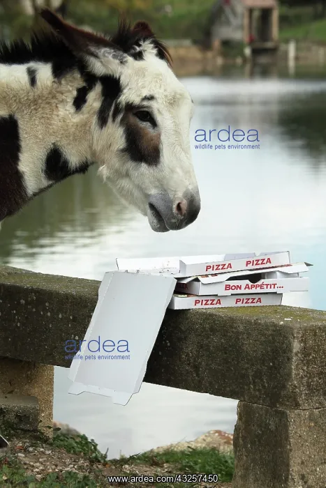  : Donkey eating a pizza at the water's edge - France
