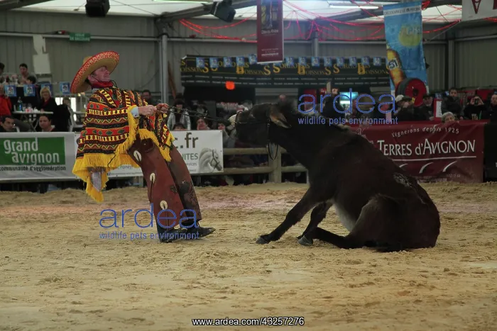 : Show with a donkey - Equestrian France : Show with a donkey - Equestrian France