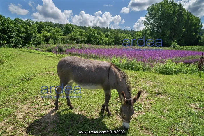 : Donkey (Equus asinus asinus) grazing at a fish pond : Donkey (Equus asinus asinus) grazing at a fish pond