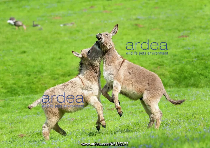  : Donkey or (Equus asinus asinus), playfully fighting