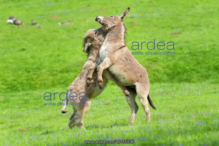 : Donkey or (Equus asinus asinus), playfully fighting : Donkey or (Equus asinus asinus), playfully fighting