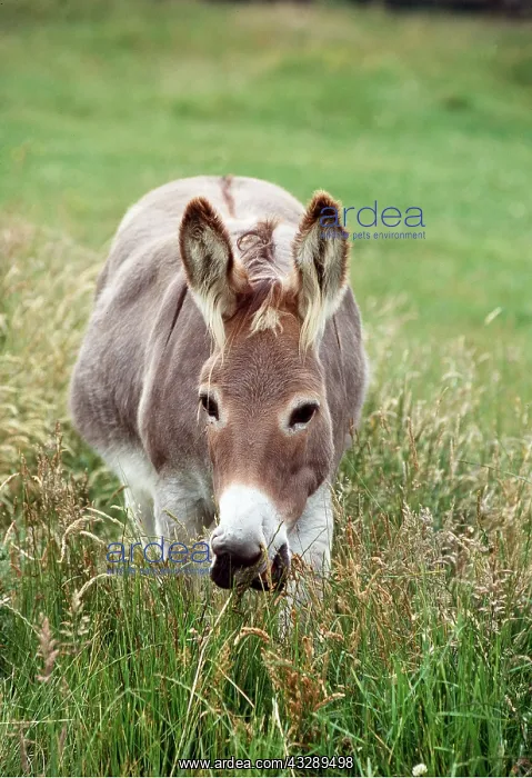 : DONKEY - FACING : DONKEY - FACING