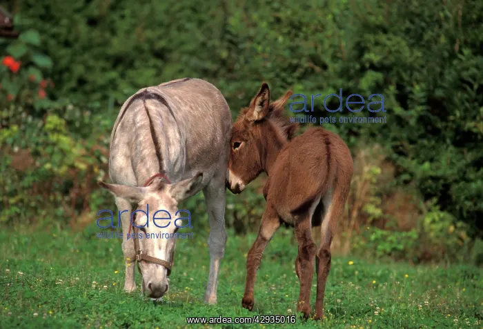 : Donkey female with young at pasture : Donkey female with young at pasture