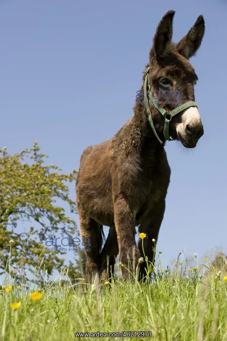 : Donkey in Field Park of Ballons des Vosges France : Donkey in Field Park of Ballons des Vosges France
