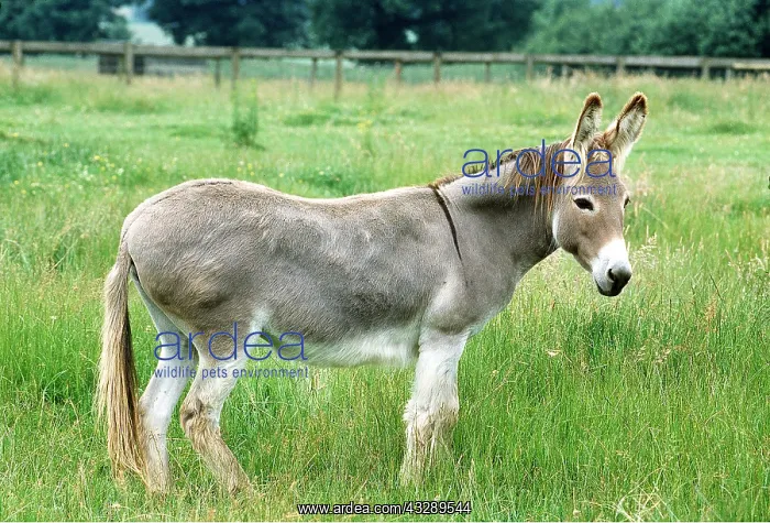: Donkey - in field, side view : Donkey - in field, side view