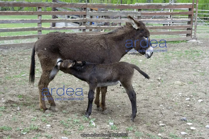 : Donkey with foal : Donkey with foal