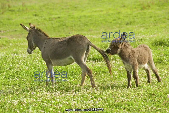: Donkey - with foal biting adult's tail : Donkey - with foal biting adult's tail