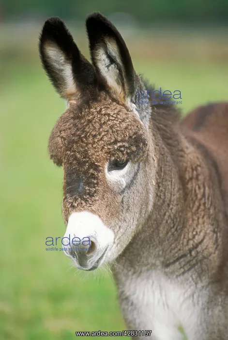  : DONKEY - foal, close-up of head