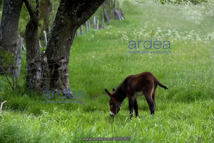  : Donkey - foal in field