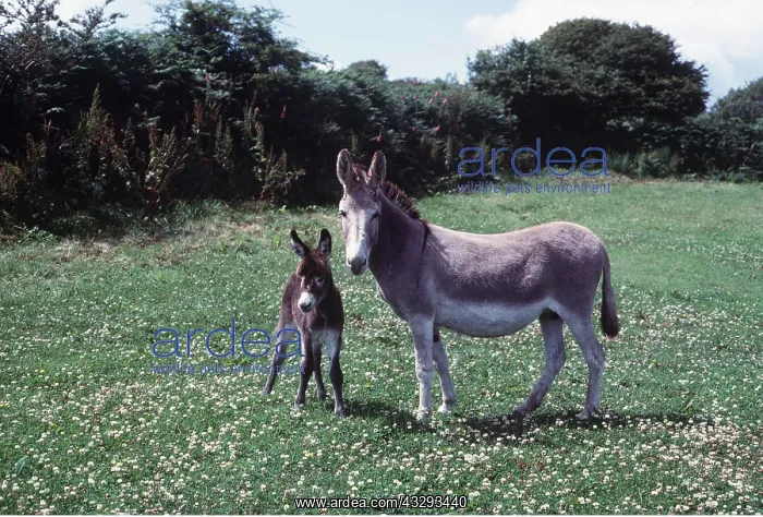 : DONKEY AND FOAL - In flowery meadow : DONKEY AND FOAL - In flowery meadow
