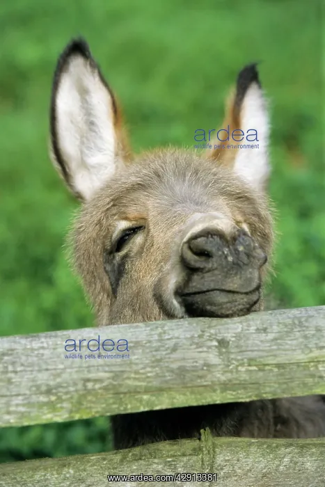 : Donkey - foal looking curiously over fence : Donkey - foal looking curiously over fence