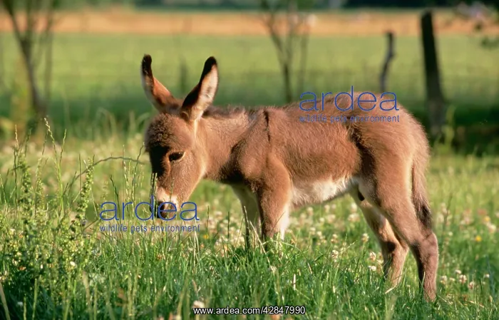  : DONKEY - foal in meadow, side on