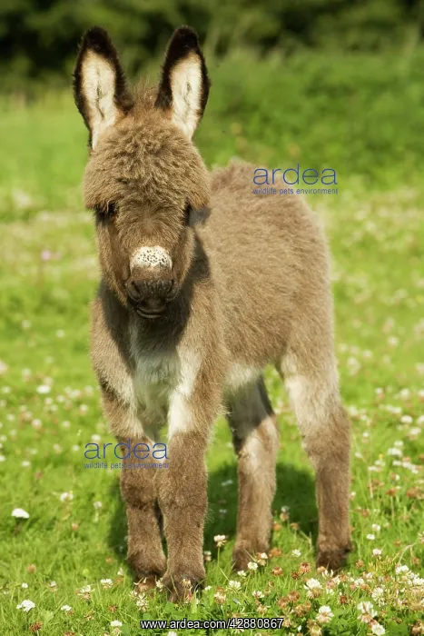 : Donkey - foal in meadow : Donkey - foal in meadow