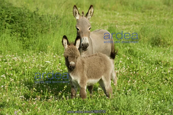  : Donkey - with foal standing in meadow