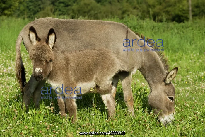  : Donkey - with foal standing in meadow