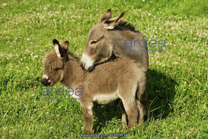  : Donkey - with foal standing in meadow