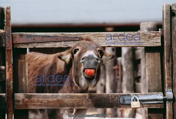  : DONKEY - at gate, eating an apple