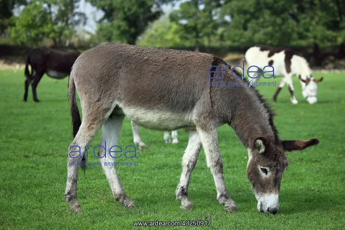 : Donkey grazing in a meadow - France : Donkey grazing in a meadow - France