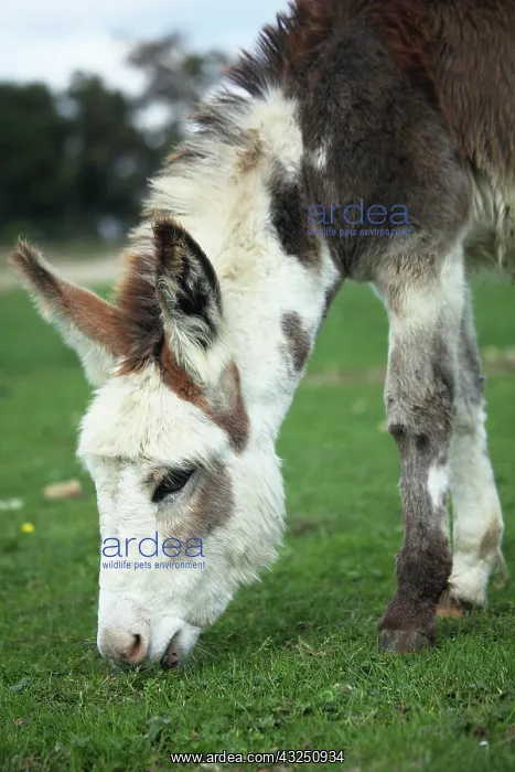 : Donkey grazing in a meadow - France : Donkey grazing in a meadow - France