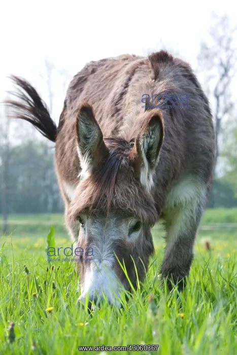 : Donkey grazing in a meadow Lorraine France : Donkey grazing in a meadow Lorraine France