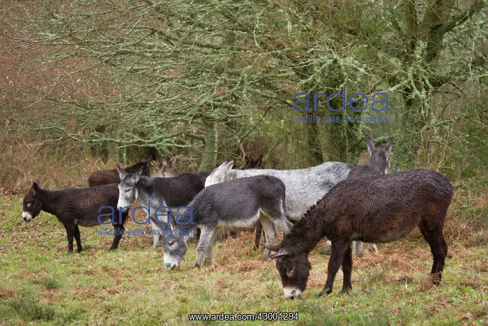 : Donkey - group grazing : Donkey - group grazing