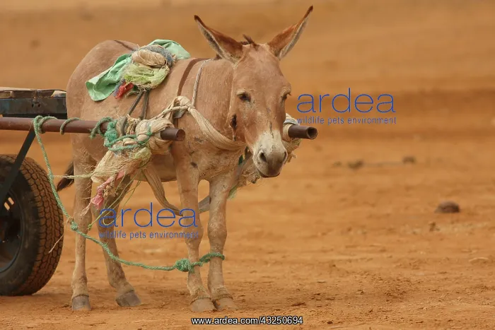 : Donkey harnessed - Northern Senegal : Donkey harnessed - Northern Senegal