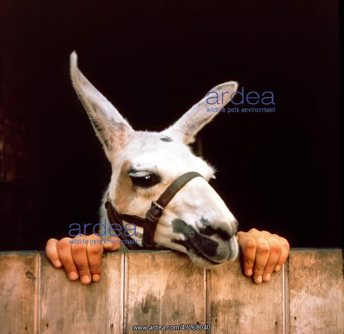 : Donkey and Human Hands, England, Great Britain : Donkey and Human Hands, England, Great Britain