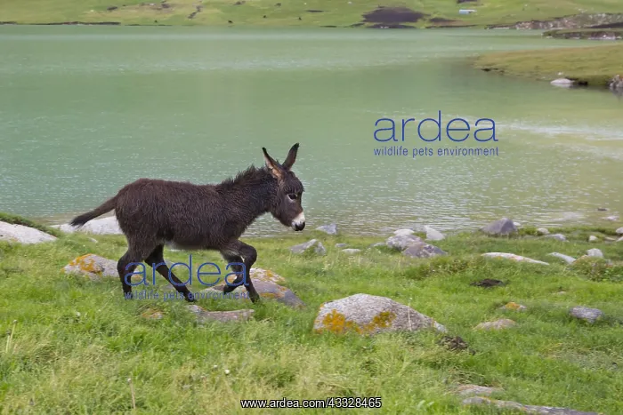 : Donkey by the Lake Kol Ukok, Kotchkor, Naryn Province : Donkey by the Lake Kol Ukok, Kotchkor, Naryn Province