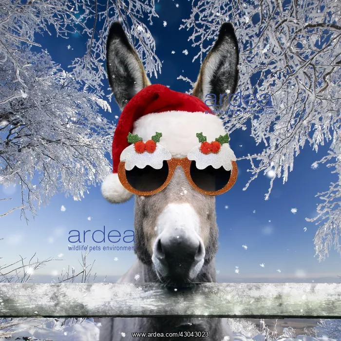 : Donkey - looking over fence wearing Christmas hat : Donkey - looking over fence wearing Christmas hat