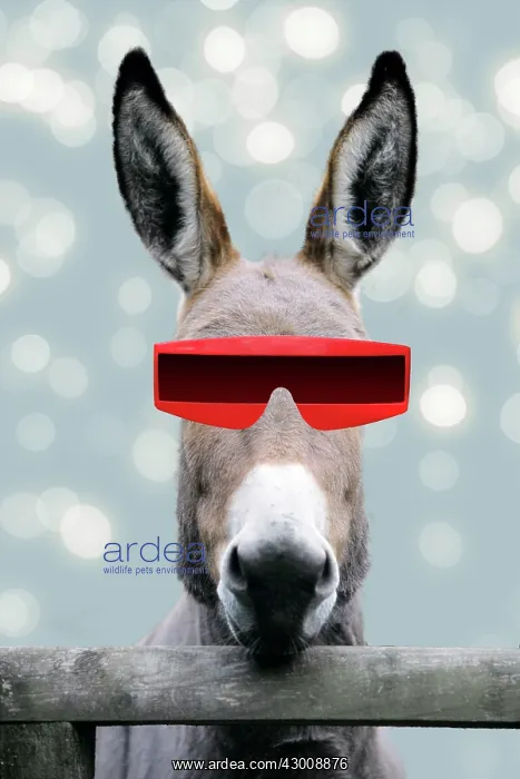 : Donkey - looking over fence wearing futuristic sunglasses : Donkey - looking over fence wearing futuristic sunglasses