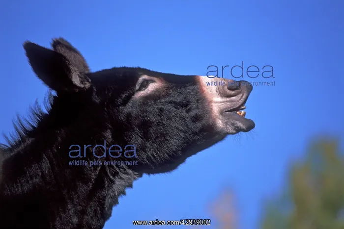 : Donkey male ( Jackass ) : Donkey male ( Jackass )