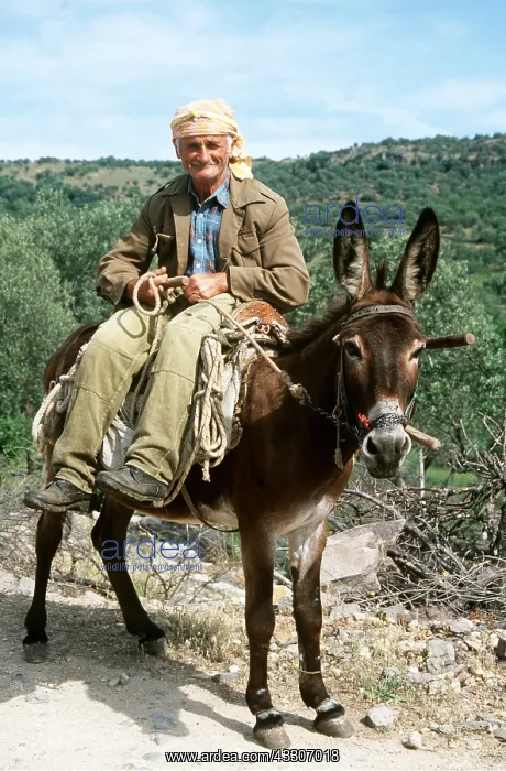 : DONKEY - with man riding : DONKEY - with man riding