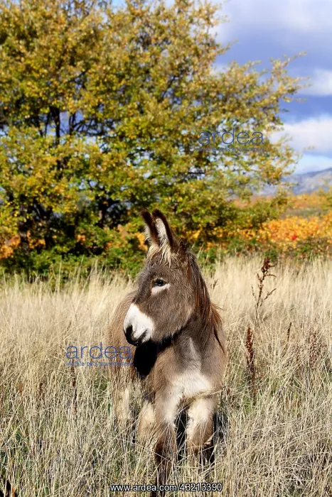 : Donkey in a meadow in autumn Provence France : Donkey in a meadow in autumn Provence France